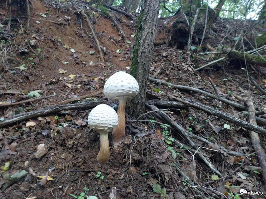 "Mérgező őzlábgomba pár" fiatalon