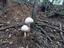 "Mérgező őzlábgomba pár" fiatalon