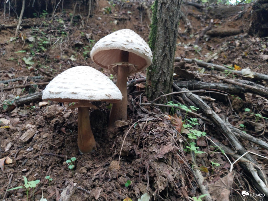 "Mérgező őzlábgomba pár" később