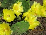 Kaktusz virága (fagy álló)