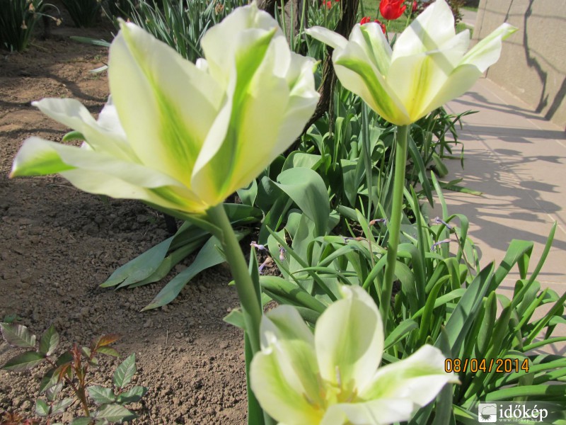 Nyílik a tulipán