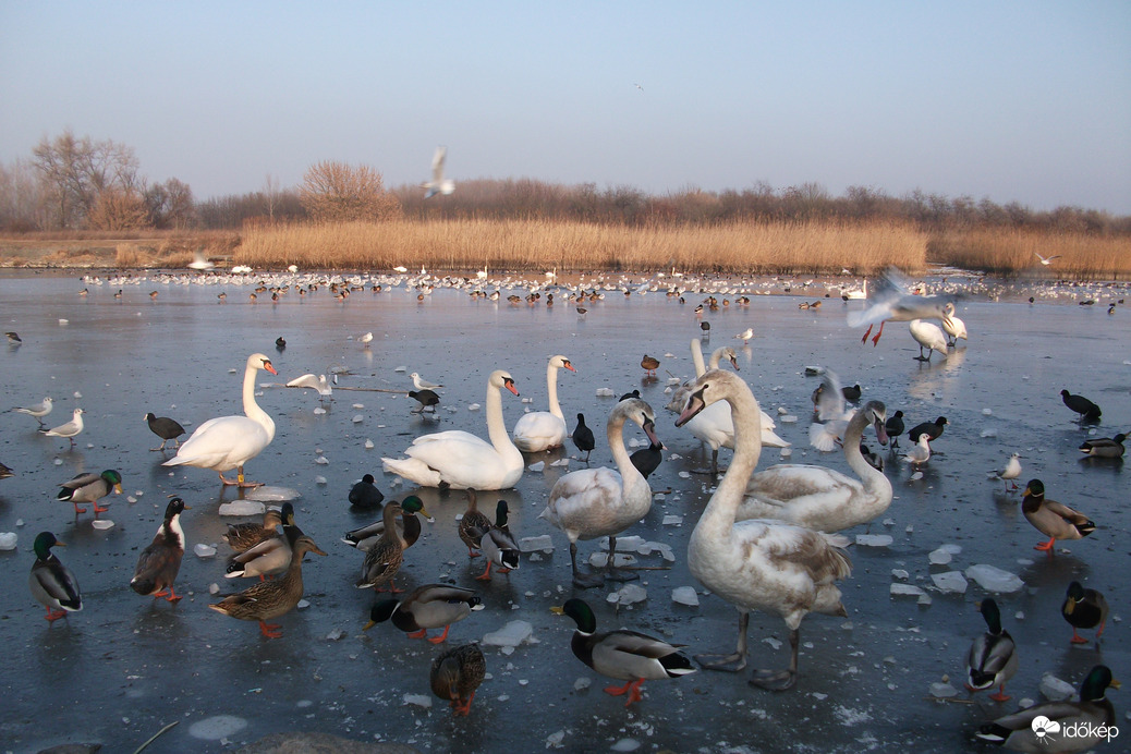 Visszatekintés-2017 januárban ilyenkor a befagyott Ráckevei Duna-ág vízimadarai  a jégen......:(