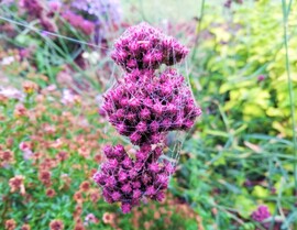 a behálózott ernyős verbéna