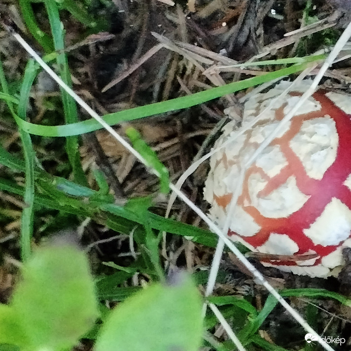 A gyilkos 