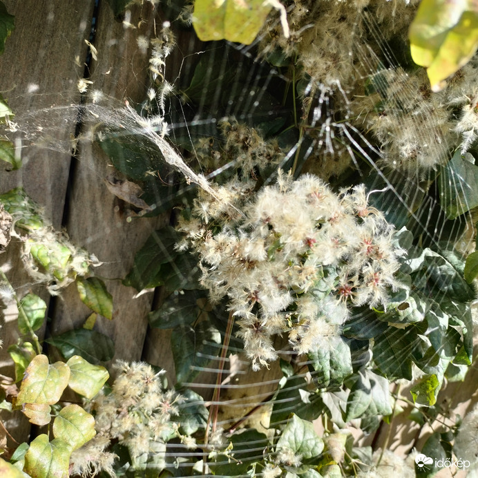 Pókhálóval szőtt virág 