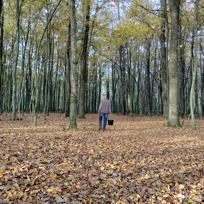 Andrea fotói a gombász 