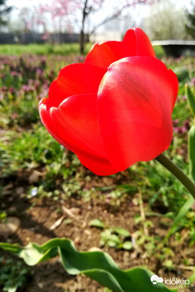 Tulipán :) 