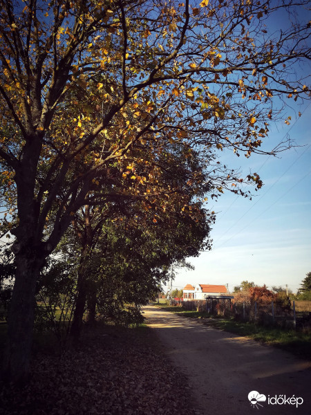 Sárguló falevelek 