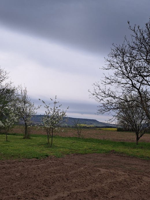 Vindornyafok