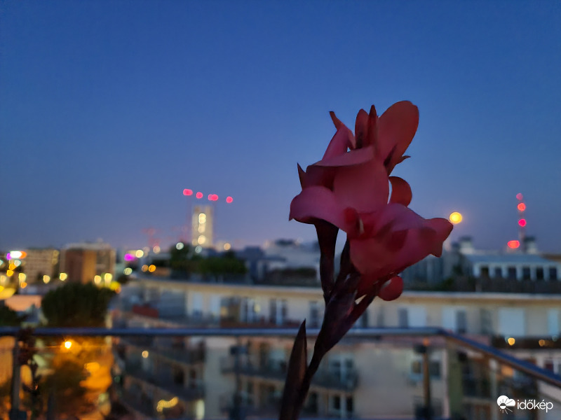 Full Moon-Flower1