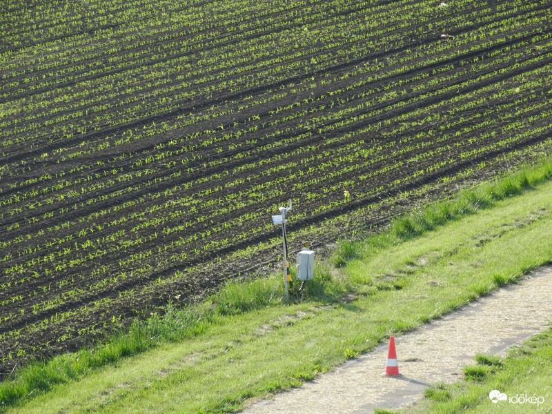 Kukorica-figyelő 2350