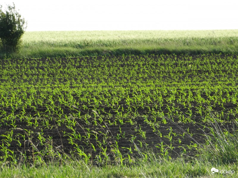 Kukorica-figyelő 2354