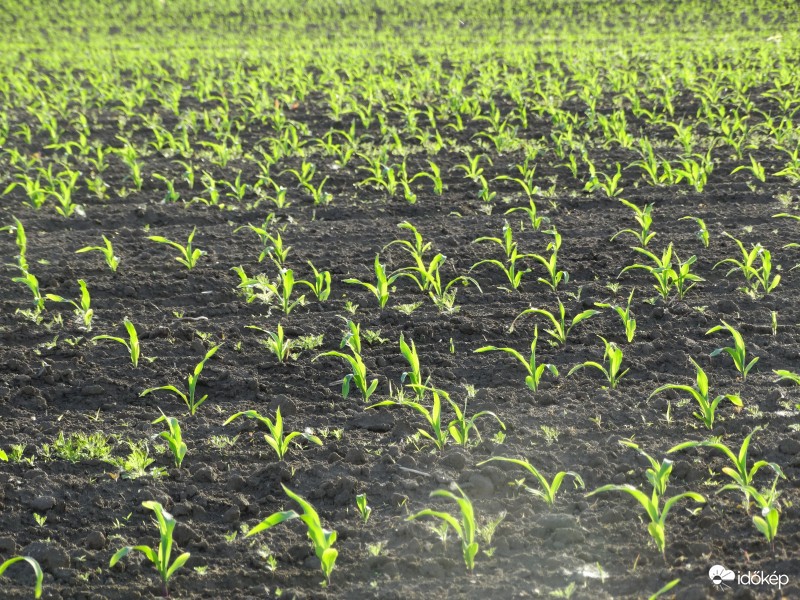 Kukorica-figyelő 2359