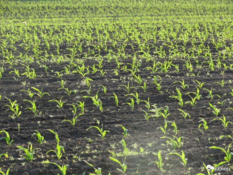 Kukorica-figyelő 2360