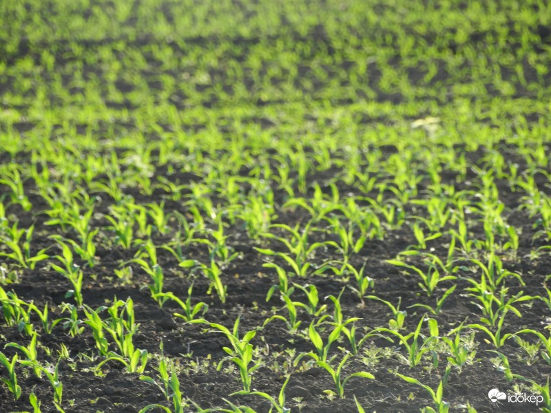 Kukorica-figyelő 2361