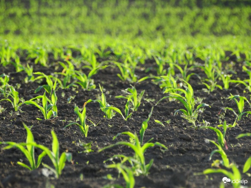 Kukorica-figyelő 2362