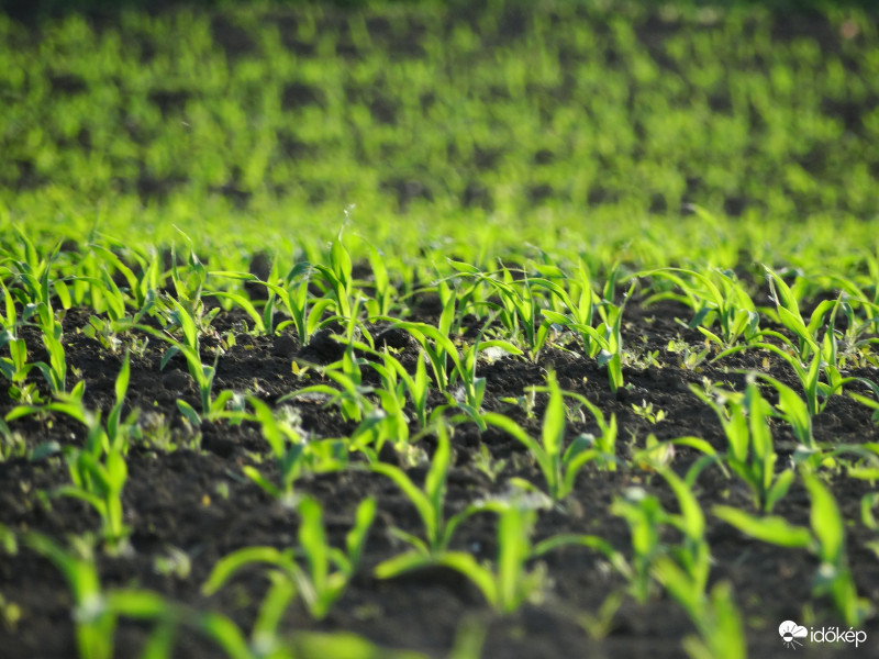 A kukorica élete - 2363