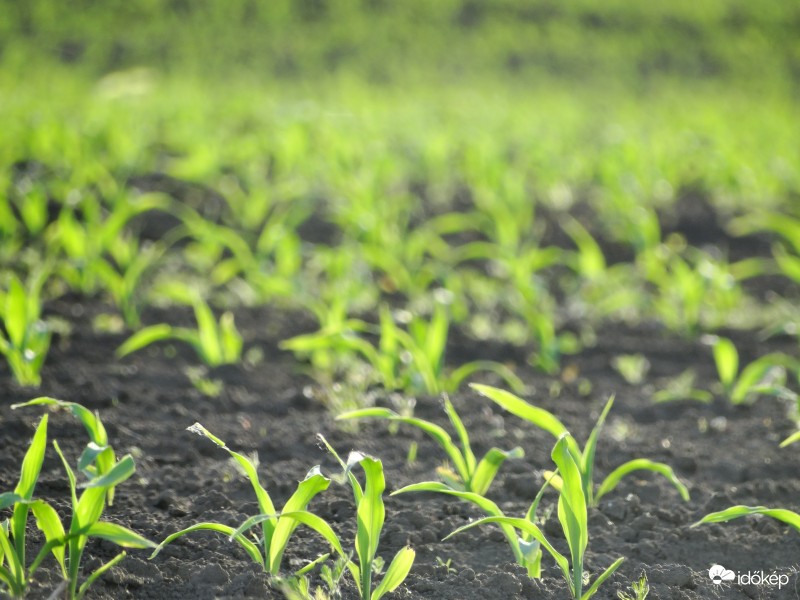 Kukorica-figyelő 2365