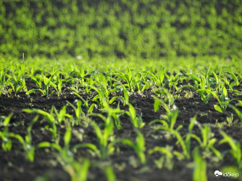 Kukorica-figyelő 2367