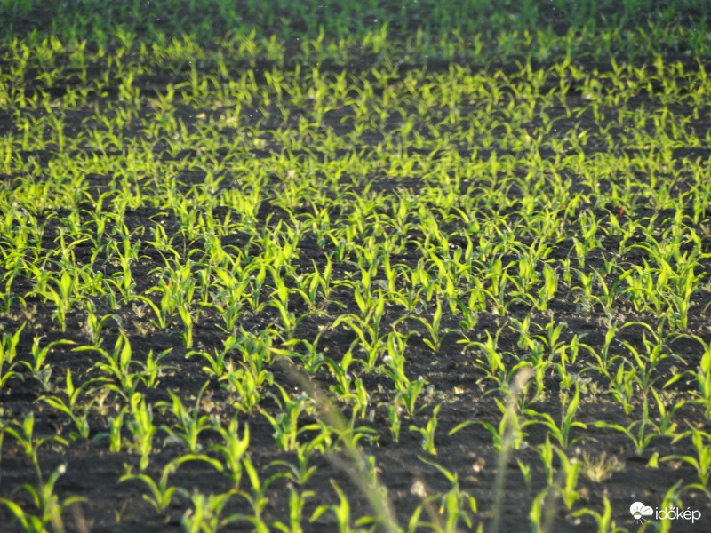 Napkelte-Napnyugta máj.17-18-2379