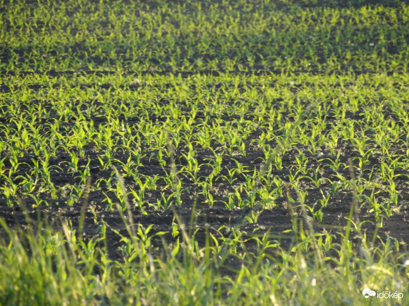 Napkelte-Napnyugta máj.17-18-2381