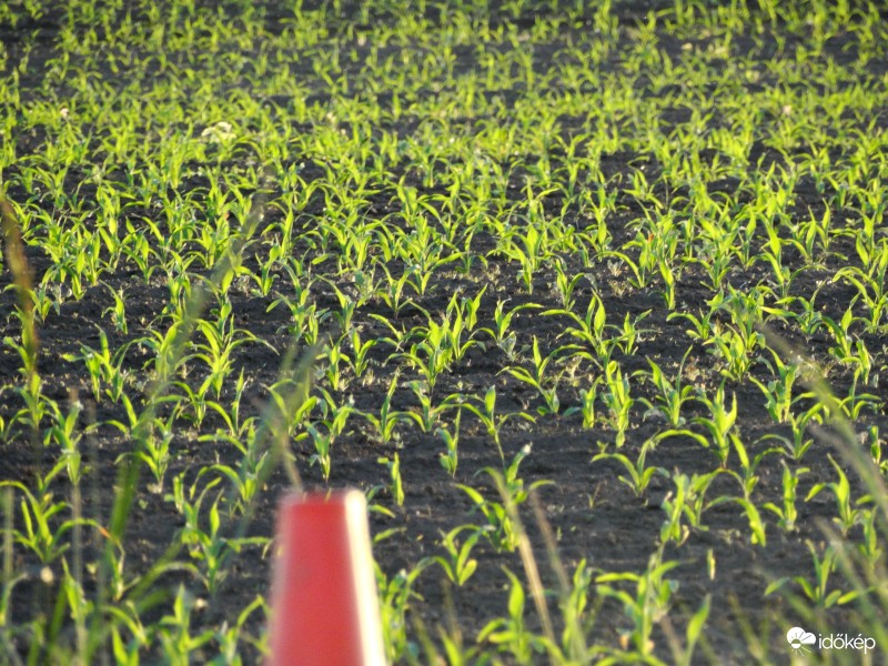 Napkelte-Napnyugta máj.17-18-2382