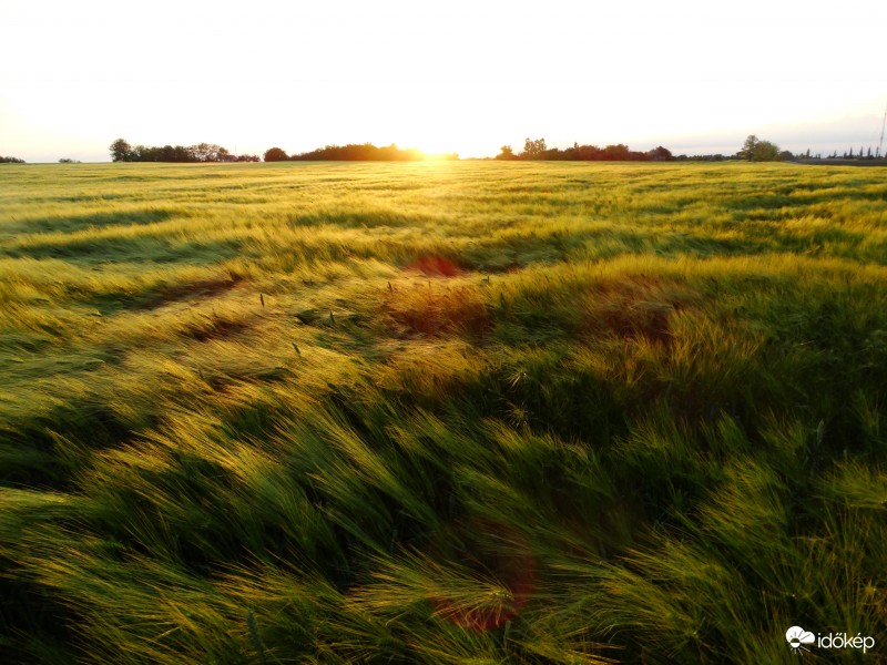 Hullámzó búza-17.05.20