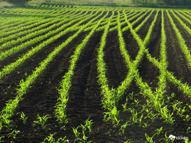 A kukorica élete - 2655