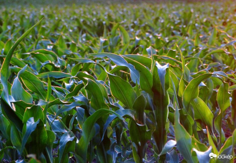 A kukorica élete - 2925