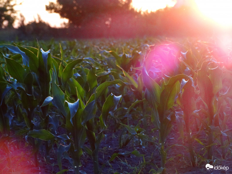 A kukorica élete - 2930