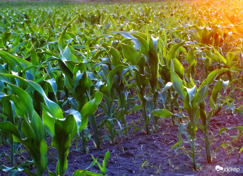 A kukorica élete - cikk - 2942