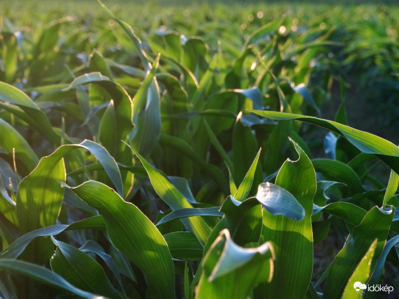 A kukorica élete - 3109