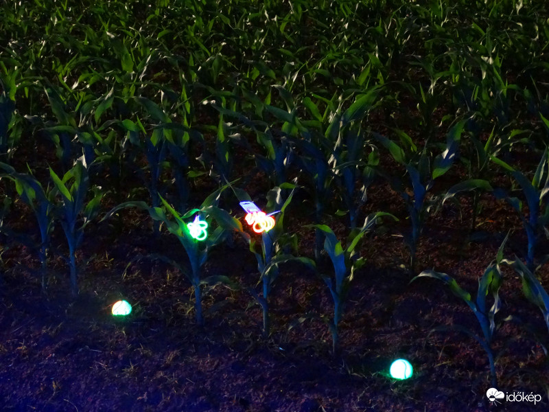 A kukorica élete - 3281