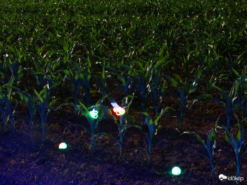 A kukorica élete - 3283