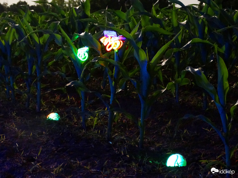 A kukorica élete - 3294