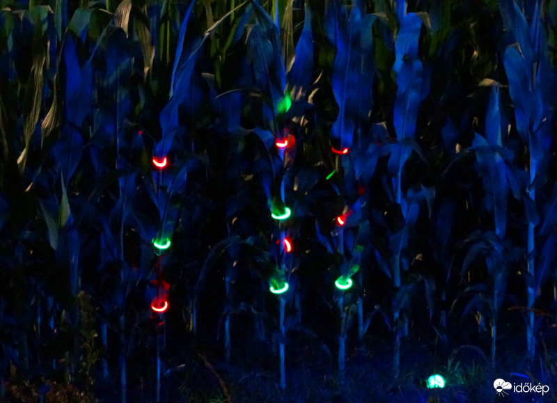 A kukorica élete - 3997