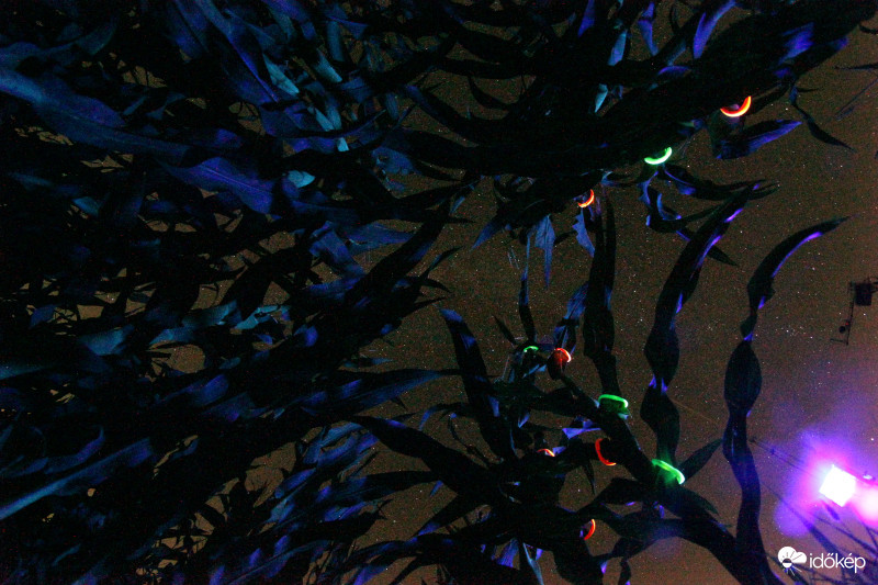 A kukorica élete - 9295