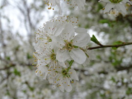 nika72 fotója