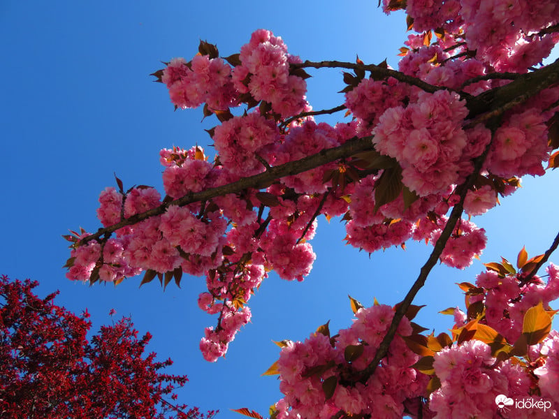 Japán cseresznye virágzása