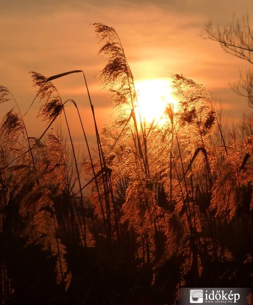 Aranyló nád (ma 16:55-kor)