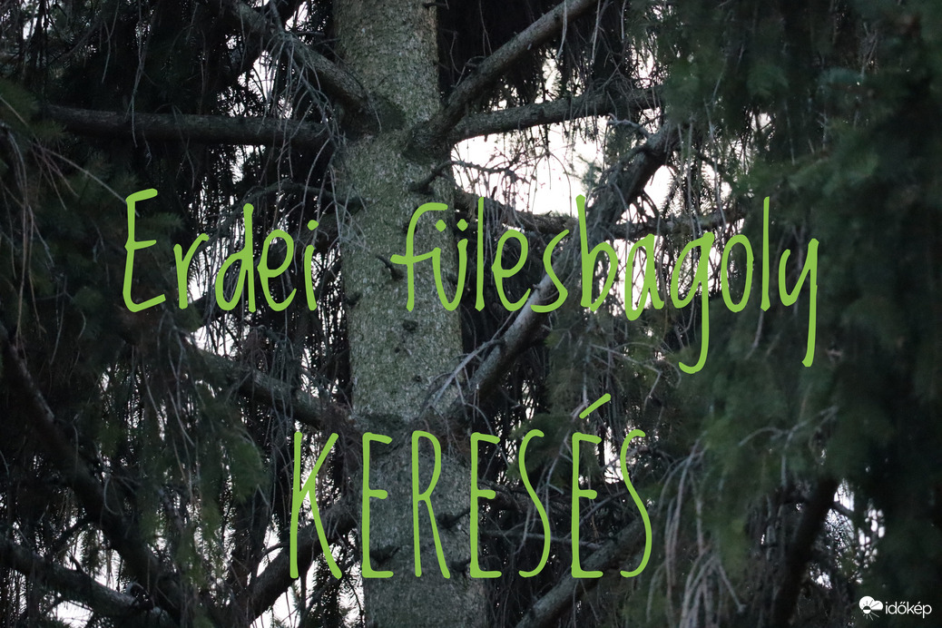 Erdei fülesbaglyok keresése Pest és Fejér megyében :)