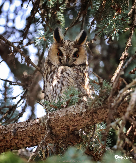 Mosolygó bagoly ☺️ 
