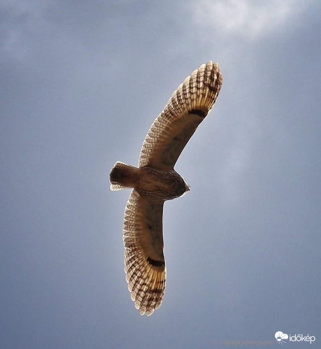 Ma láttam ilyet először :). Nappal repülő erdei fülesbagoly :)