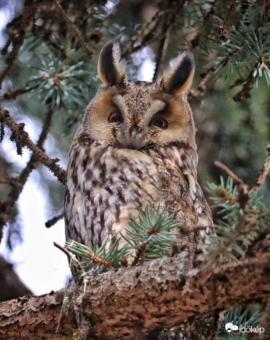 Mosolygó bagoly ☺️