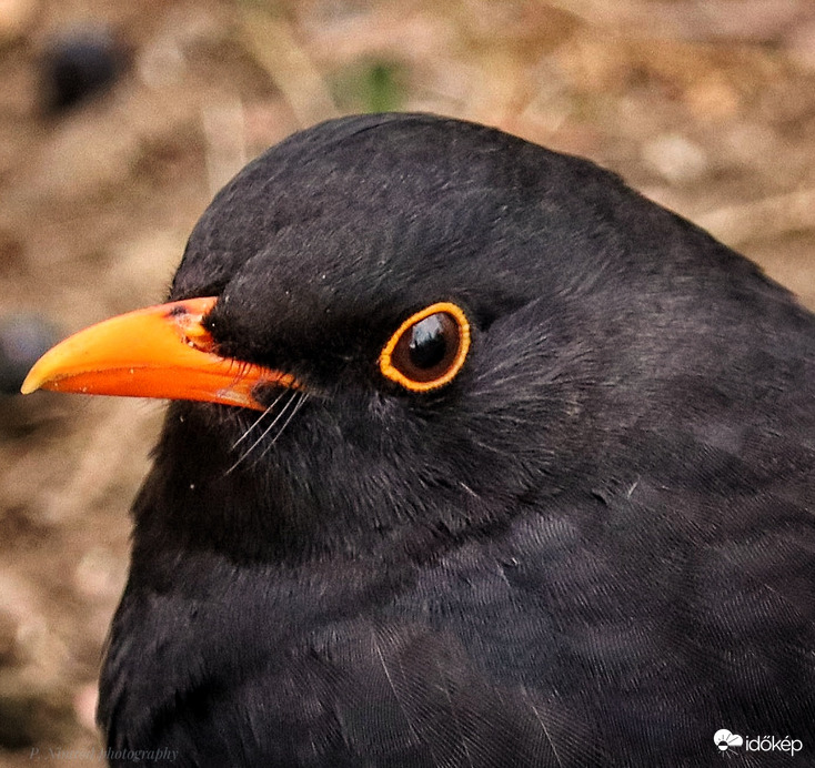 Fekete rigó portré :)