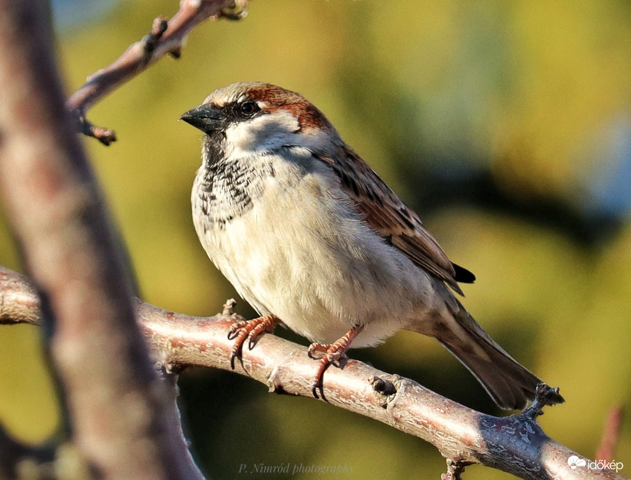Házi veréb ☺️