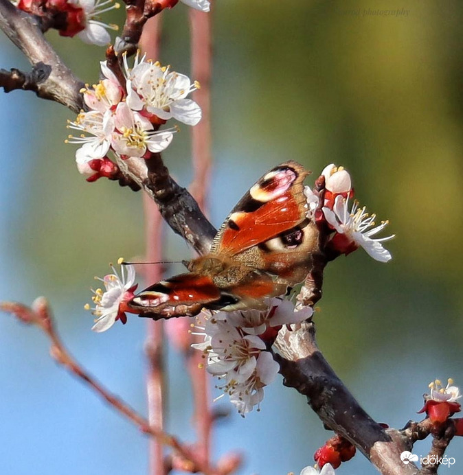 Nappali pávaszem a barackfán 1. :)