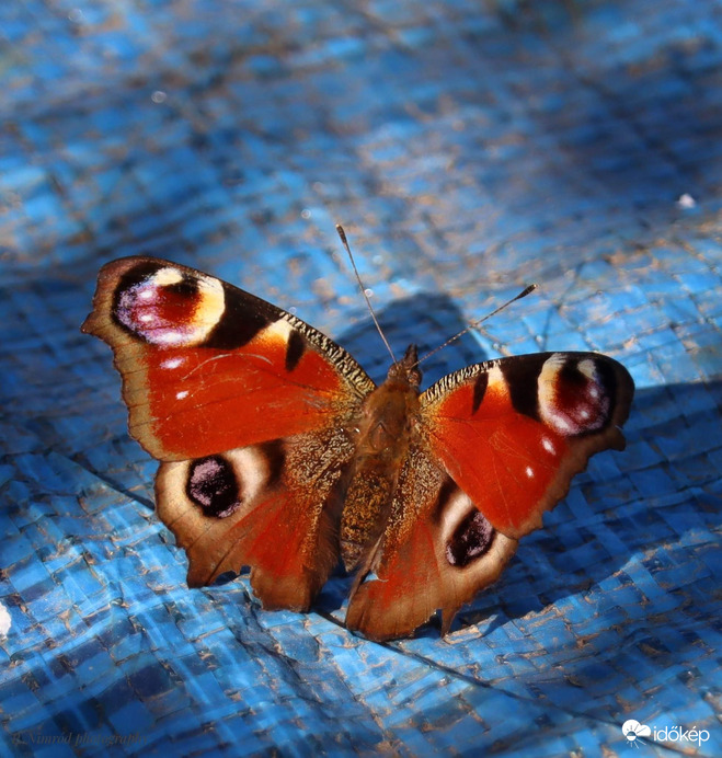 Nappali pávaszem :)