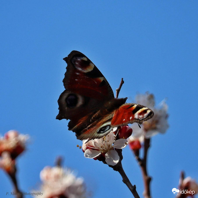 Nappali pávaszem a barackfán 7. :)