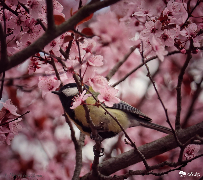 Széncinege a rózsaszínben pompázó fán ☺️ 1.